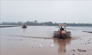 Hơn 99% diện tích gieo cấy lúa Xuân tại Hà Nội đã lấy đủ nước