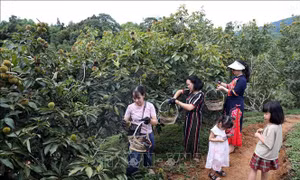 Khai mạc mùa hạt dẻ Quảng Lạc năm 2024