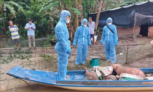 Cà Mau khẩn trương khoanh vùng, dập dịch tả lợn châu Phi