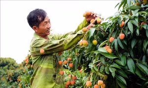 Vải thiều sớm 'được chất' trong năm mất mùa
