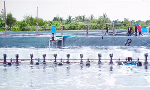 Nhân rộng mô hình nuôi tôm thẻ siêu thâm canh theo hướng bền vững