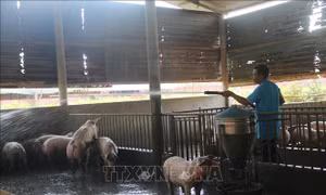 Bà Rịa-Vũng Tàu khó tái đàn do khan hiếm lợn giống