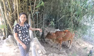 Những ngôi làng 'ngâm chân' trong lũ sông Lam - Bài cuối: Về nơi bò thi… hoa hậu