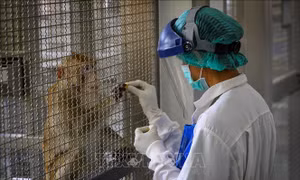 Thái Lan thử nghiệm mẫu vaccine mRNA trên khỉ đuôi ngắn
