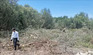 Thông tin về vụ gần 5.000 m2 rừng phòng hộ ven biển Sóc Trăng bị chặt phá