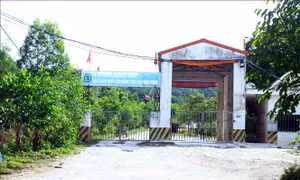 Sớm khắc phục tồn tại về môi trường ở trang trại lợn của Công ty Đại Thành Lộc