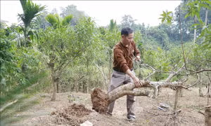 Người trồng đào Tết ở Yên Bái thất thu