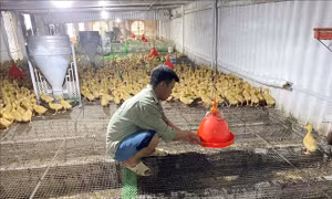 Chủ động phòng, chống nắng nóng cho cây trồng, vật nuôi