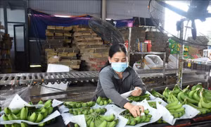 Bộ trưởng Lê Minh Hoan: Cơ hội cho sản xuất và xuất khẩu chuối Việt Nam