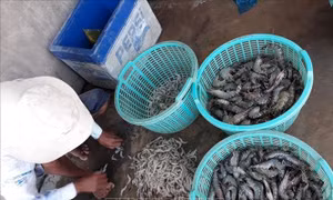 Ngư dân Bạc Liêu đánh bắt hải sản thu lãi cao