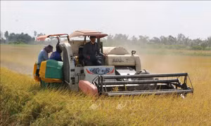 Giá gạo Việt Nam đi ngược xu hướng với các nước xuất khẩu lớn