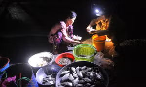 Náo nhiệt chợ cá 'âm phủ' mùa nước nổi
