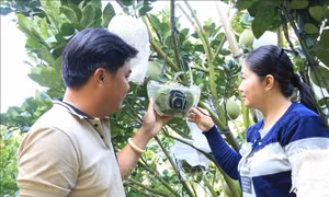 Kỳ công chuẩn bị 'áo mới' cho nông sản Tết Tân Sửu 2021