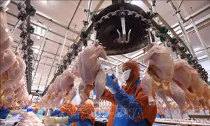 Công ty C.P. Việt Nam khẳng định thông tin trà trộn lợn bệnh, gà bệnh là sai sự thật