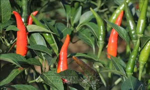 Giá ớt chỉ thiên cao kỷ lục, nông dân thu lãi lớn