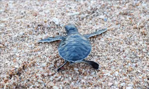 Ninh Thuận: Bảo vệ hiệu quả, bền vững các quần thể rùa biển