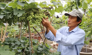 Hàng nghìn chậu nho cảnh cung ứng cho thị trường Tết