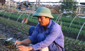 Sản xuất nông sản an toàn theo tiêu chuẩn VietGAP cho hiệu quả cao