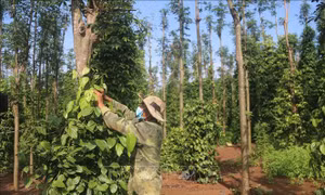 Giá hồ tiêu tại Bà Rịa-Vũng Tàu tăng trở lại