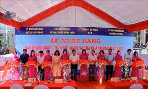 Hòa Bình lần đầu xuất khẩu tinh bột nghệ và trà chanh đào mật ong sang Anh   