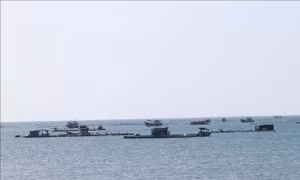 Mở hướng nghề nuôi biển hiện đại, bền vững ở Nam Khánh Hòa