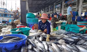 Ngư dân được mùa cá ngừ sọc dưa