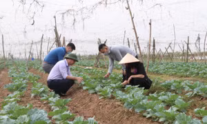 Thúc đẩy sản xuất vụ Đông để tận dụng cơ hội thị trường