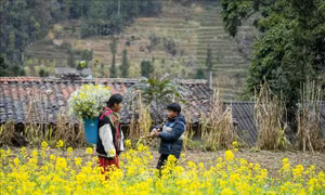 Du Xuân trên cao nguyên đá Đồng Văn