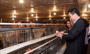 Tăng cường liên kết và ứng dụng công nghệ cao để nâng cao giá trị sản xuất nông nghiệp