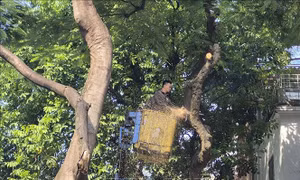 Hà Nội: Chủ động cắt tỉa cây xanh, phòng ngừa rủi ro khi mưa bão lớn