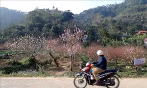 Những vườn đào tuyệt đẹp ở Quảng Lạc