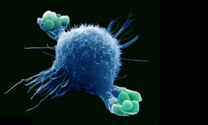 Nhận diện virus có thể tăng cường miễn dịch cho cơ thể