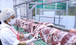 Dịch bệnh phức tạp, ngành nông nghiệp tập trung khôi phục sản xuất chăn nuôi, giữ đà tăng trưởng