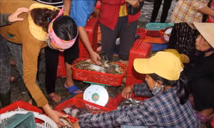 Độc đáo chợ cá Cồn Gò, Hà Tĩnh