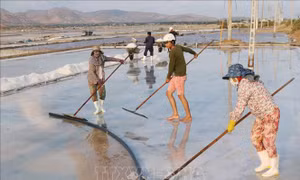 Đổi mới sản xuất, phát triển bền vững nghề muối