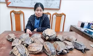 Hà Tĩnh phát hiện, thu giữ 15 con rùa không có giấy tờ, chứng minh nguồn gốc