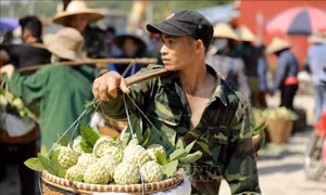 Tìm đầu ra cho đặc sản na 'Chi Lăng'