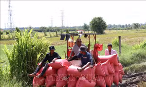 Nông dân Vĩnh Long thất thu vụ lúa Hè Thu
