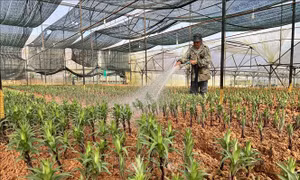 Đà Lạt có hơn 850 ha trồng hoa phục vụ thị trường Tết
