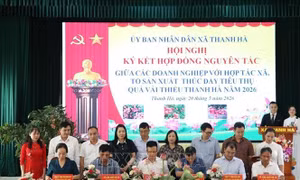 Hải Phòng xúc tiến thương mại tiêu thụ vải thiều năm 2026