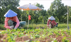Nông dân An Giang tất bật vào vụ rau Tết