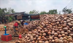 Thị trường dừa khởi sắc sau giai đoạn lên xuống thất thường