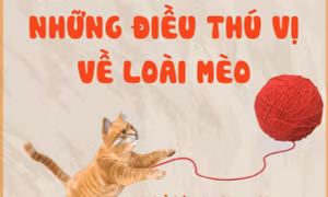 Những điều thú vị về loài mèo