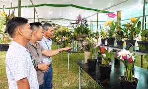 Festival Huế 2026: Kết hợp hài hòa giữa nghệ thuật sinh vật cảnh và cảnh quan di sản cung đình