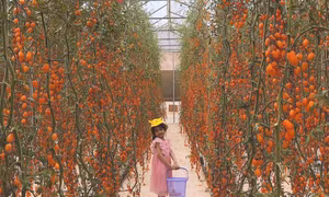 Công nghệ 'chắp cánh' cho du lịch nông thôn