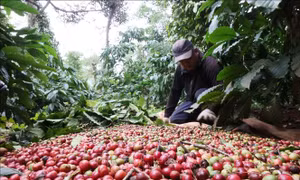 Giá cà phê và gạo đồng loạt tăng do lo ngại nguồn cung