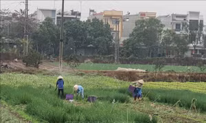 Nông dân hoãn việc gieo cấy để chờ giá rau xanh tăng cao