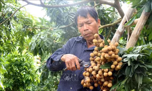 Nhãn đặc sản Hưng Yên được giá, hút khách