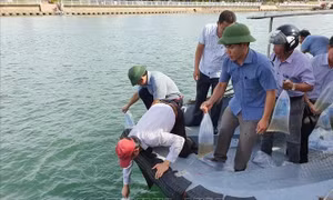 Thả trên 1,3 triệu con cá, tôm tái tạo nguồn lợi thủy sản 