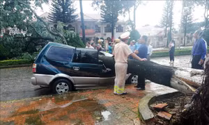 Lâm Đồng: Bão số 2 làm nhiều cây xanh đổ gãy, 1 người bị thương nhẹ